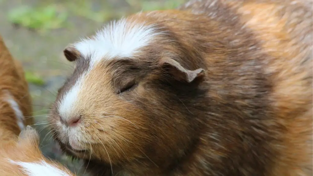 Knipperen cavia's