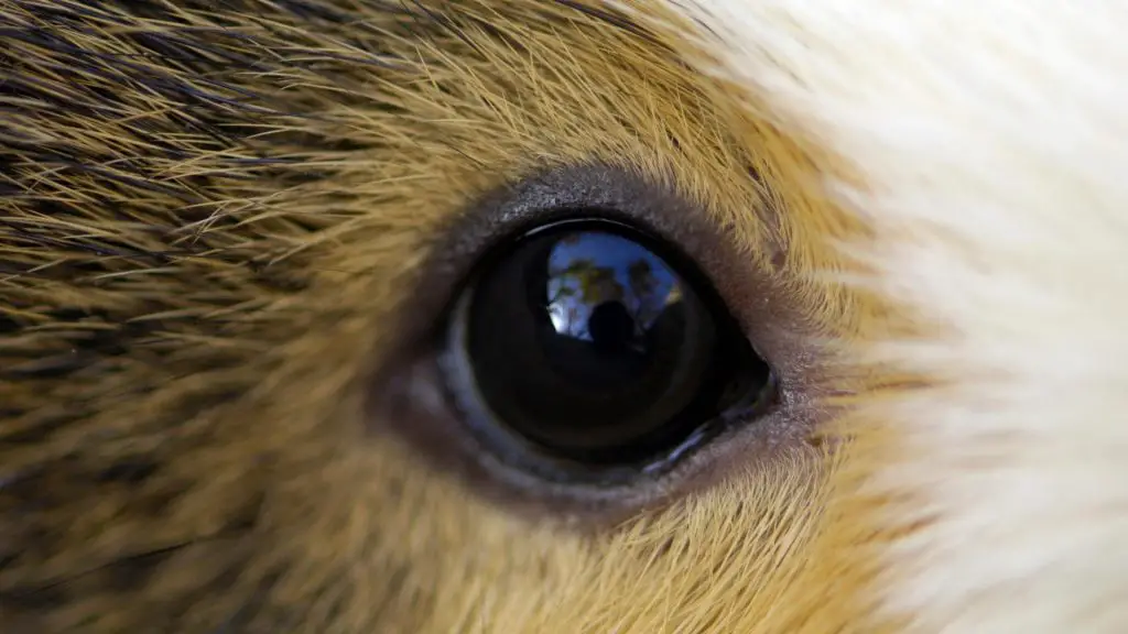 Kunnen cavia's goed zien