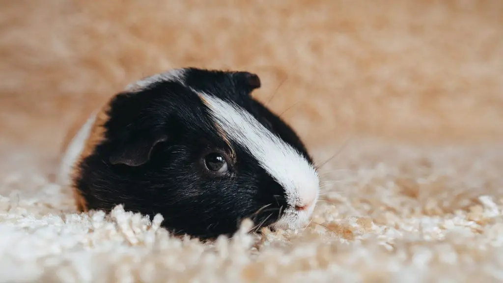 Hoe slapen cavia's met hun ogen open