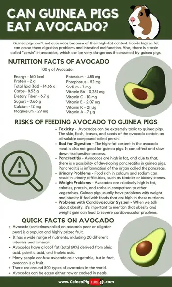 Can Guinea Pigs Eat Avocado Risks Nutrition Facts More Guinea Pig Tube