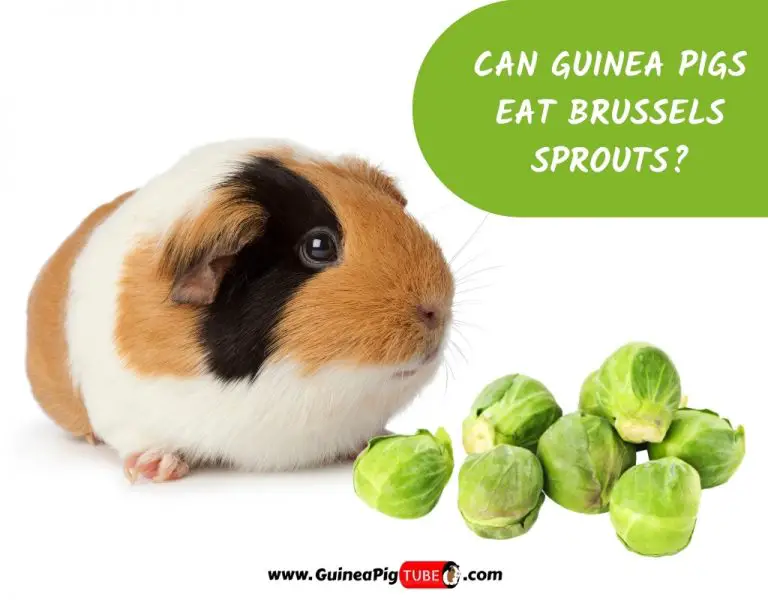 Guinea pigs store eating brussel sprouts