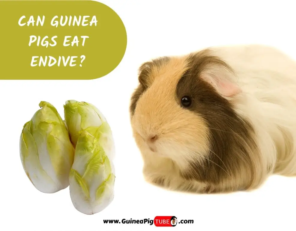 Can Guinea Pigs Die of Loneliness? - Guinea Pig Tube