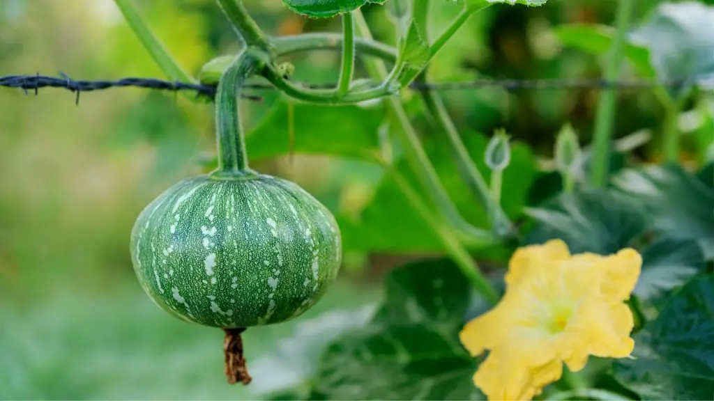 Le cavie possono mangiare la zucca Kent