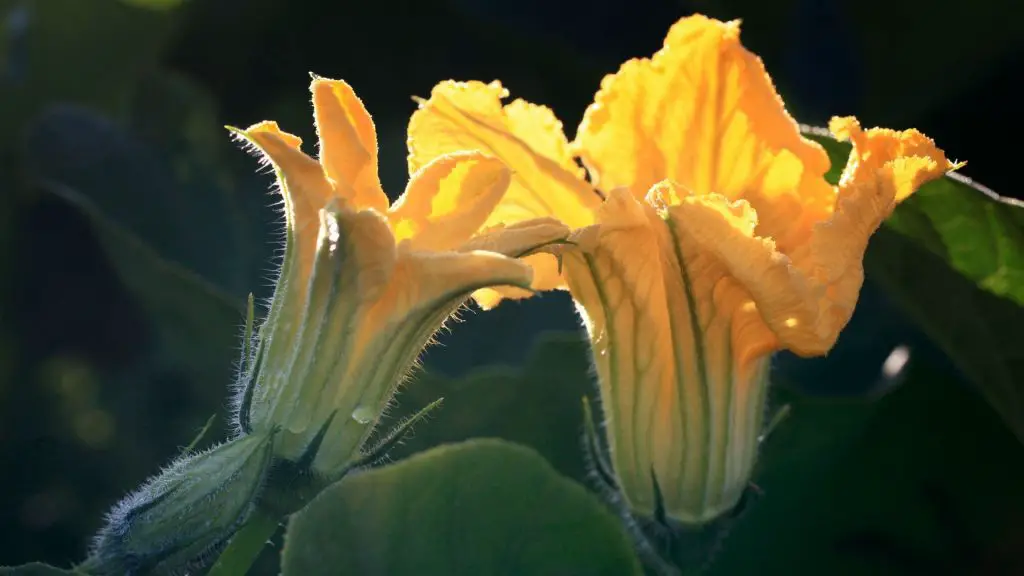 kunnen cavia 's pompoen bloemen eten