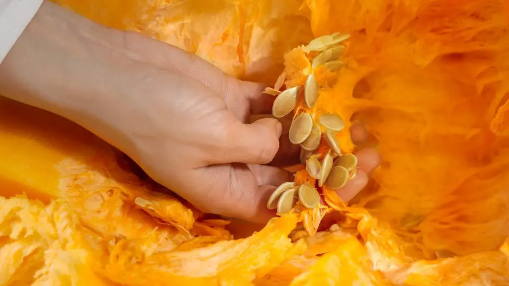 Pueden Los Conejillos de Indias Comer Tripas de Calabaza Pulpa de Calabaza