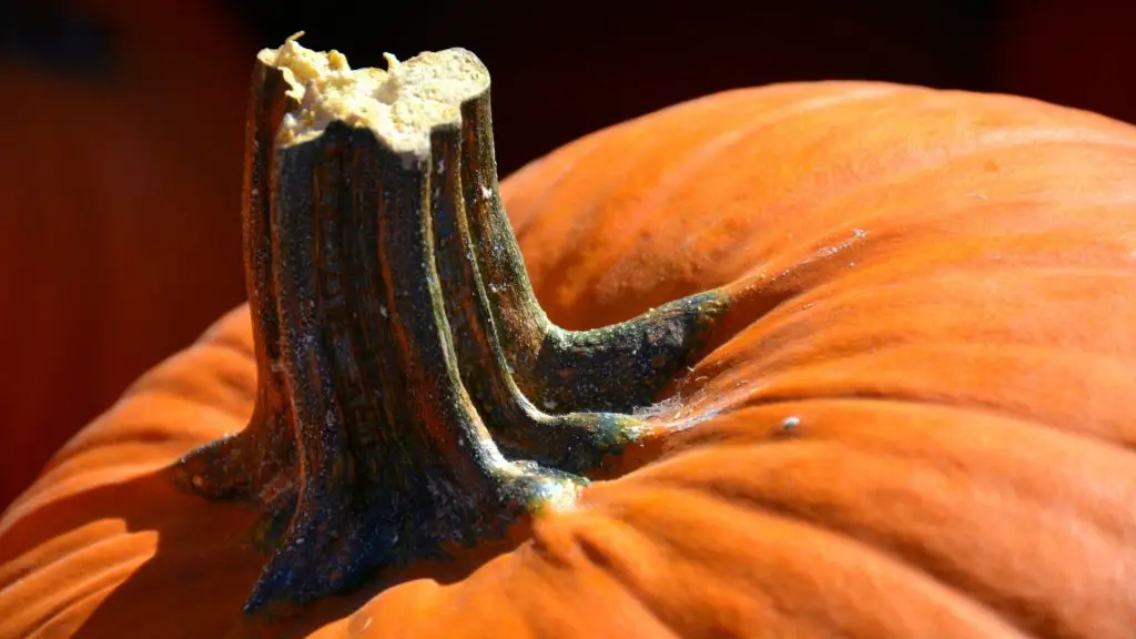 Le cavie possono mangiare il gambo di zucca