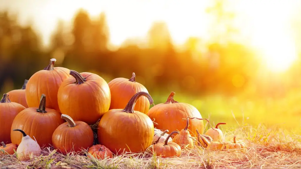 La zucca è buona per i benefici per la salute delle cavie