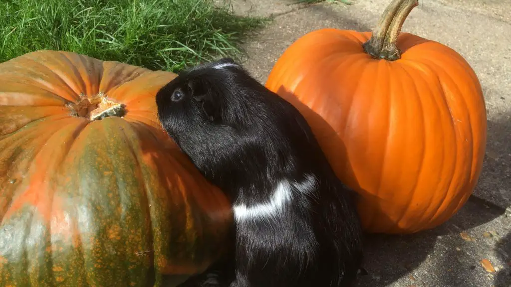 Maggiori informazioni su porcellini d'India e zucca