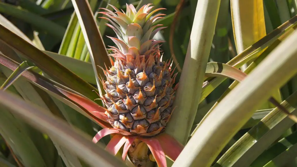 ¿Los tallos de la piña son venenosos para las cobayas