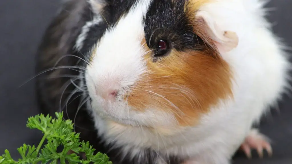 Can Guinea Pigs Eat Parsley? (Benefits, Risks, Serving Size & More ...