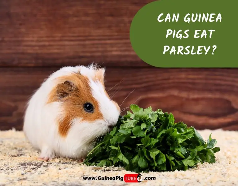 Can Guinea Pigs Eat Parsley? (Benefits, Risks, Serving Size & More ...