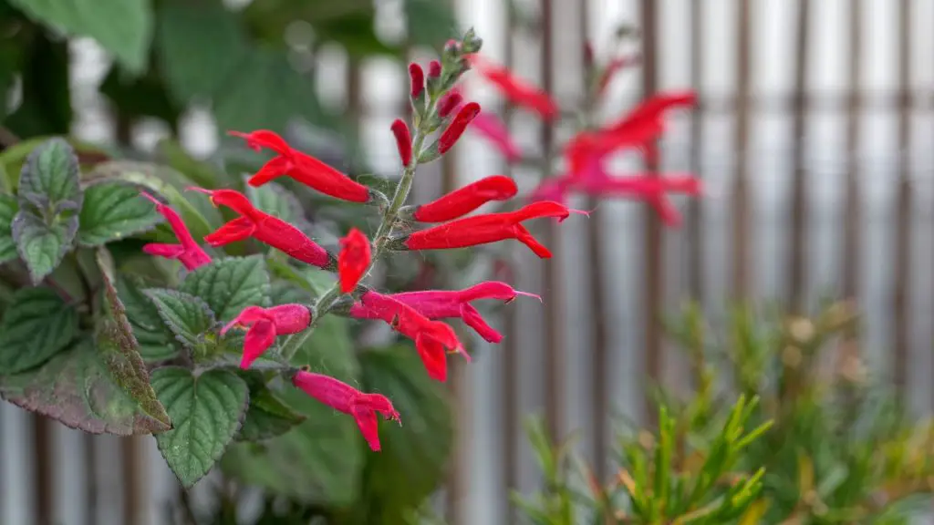 Las cobayas pueden comer salvia piñonera