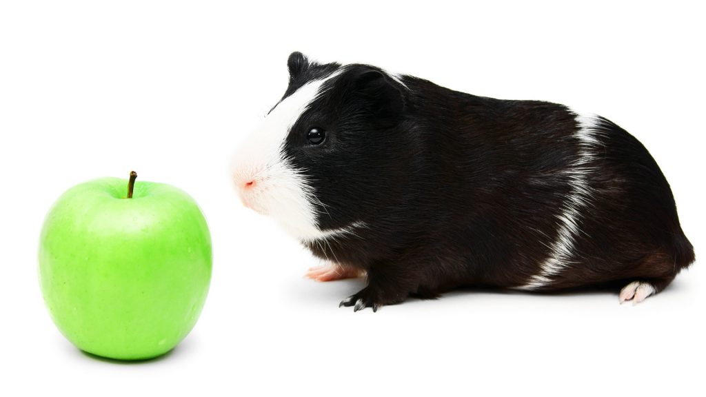 Les cobayes peuvent-ils manger une pomme verte entière