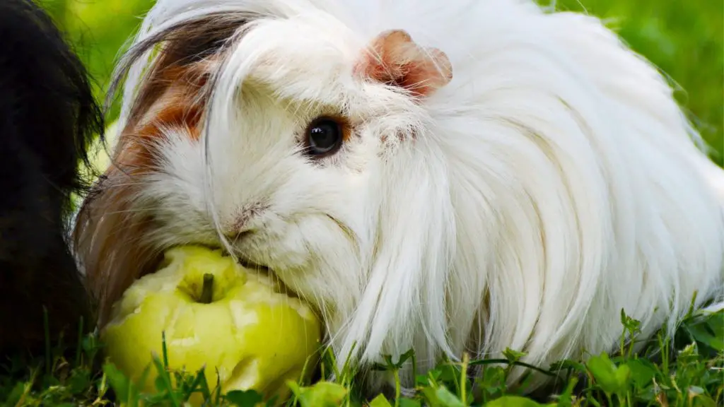 Risques à considérer lorsqu'on donne des pommes vertes à un cochon d'Inde