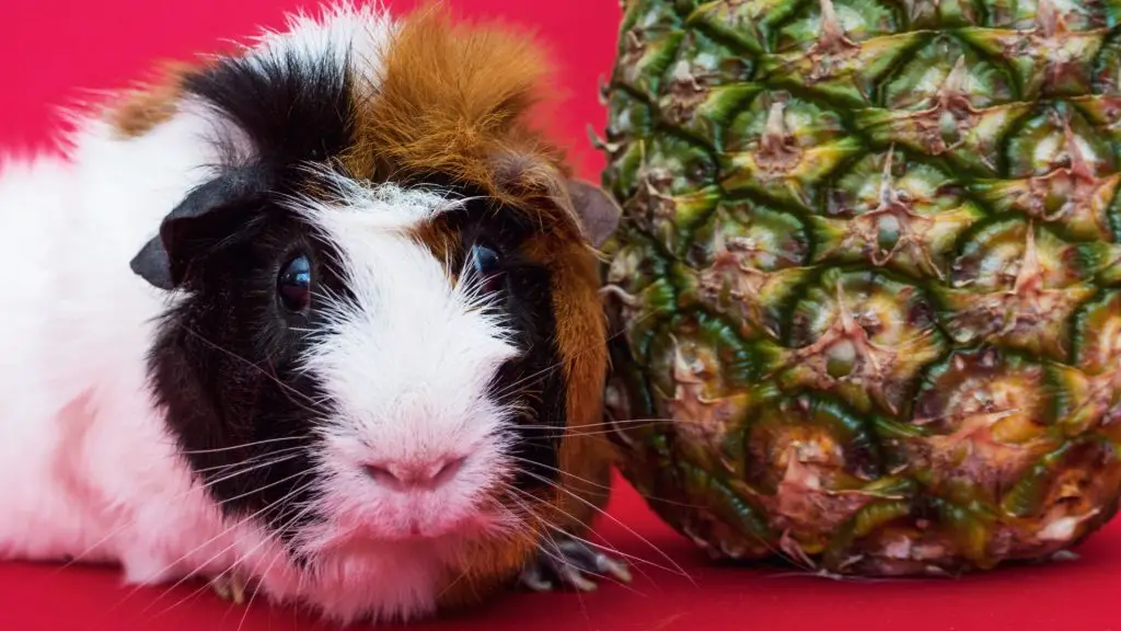 Risico's bij het voeren van ananas aan cavia's